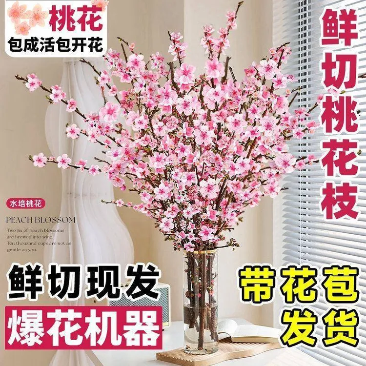 桃花枝水培植物室内好养雪柳鲜枝水养红梅干枝带花苞鲜切花卉绿植