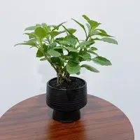 【片仔癀草】白凤菜苗阳台庭院盆栽煮水清炒榨汁易成活带盆