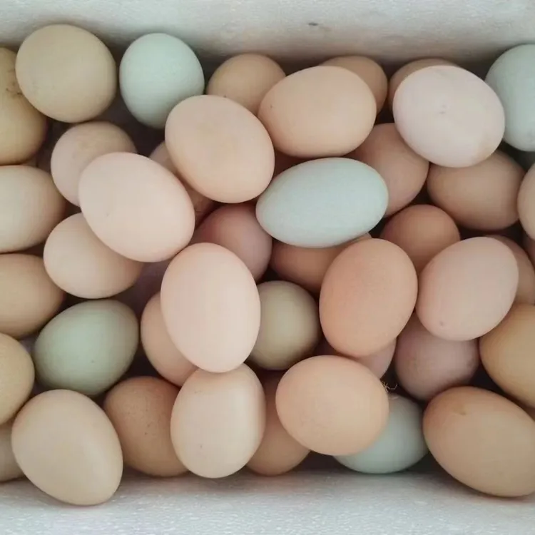 正宗新鲜土鸡蛋粉绿混装农村散养营养美味送货上门