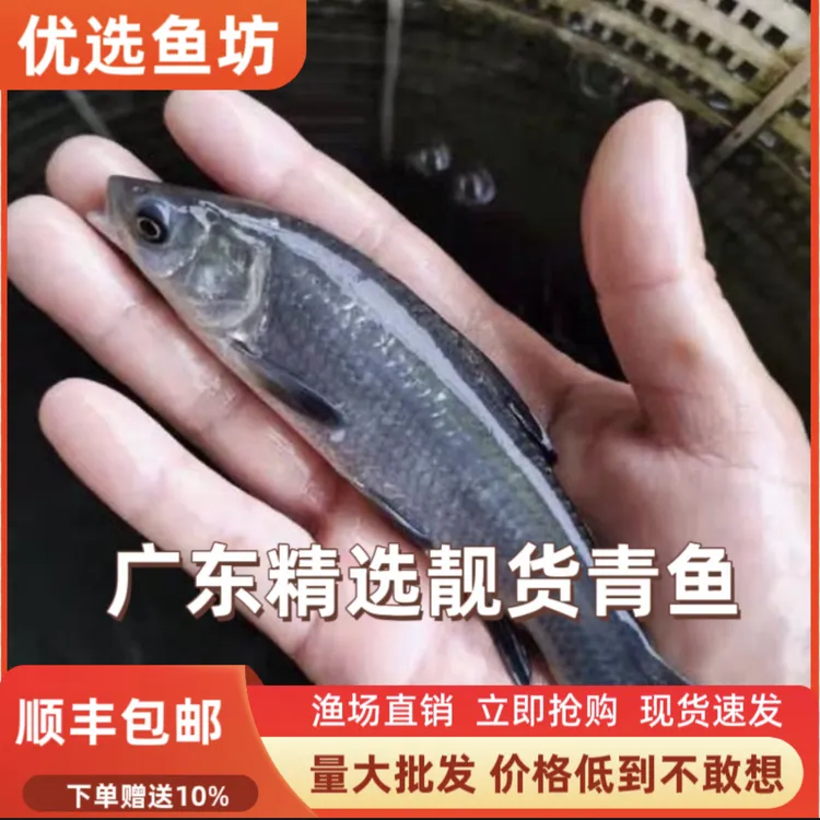 7/10厘米黑鲩鱼青鱼乌青鱼螺狮青鱼黑草鱼淡水养殖可好养耐活