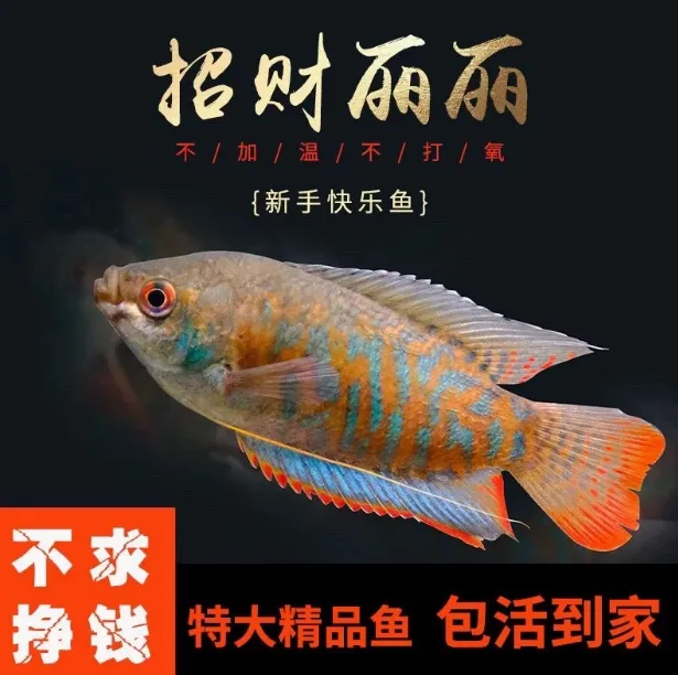 招财丽丽五彩丽丽丽丽泰国丽丽淡水鱼招财淡水淡水观赏耐活鱼苗