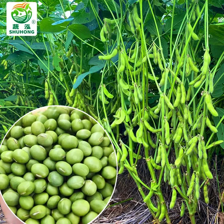毛豆种子大粒早熟鲜食青豆非转基因四季矮生青食毛豆角种蔬菜种子商品图