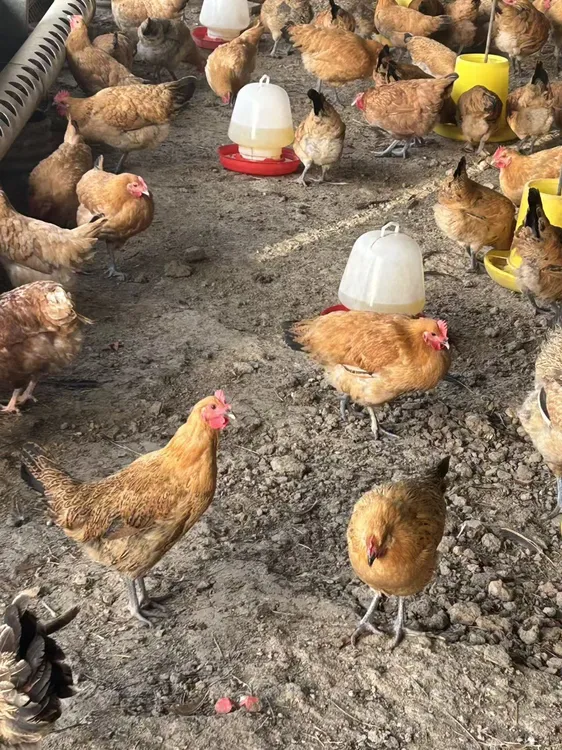 散养散放溜达母鸡（开始下单了)