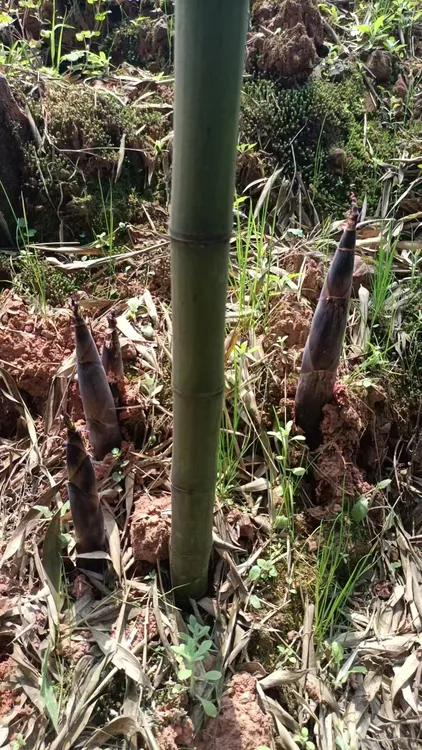 贵州高山野生小竹笋（甜竹笋）