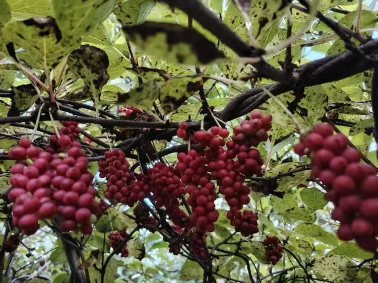 秦岭野生南五味子新鲜采摘可直接食用的鲜果