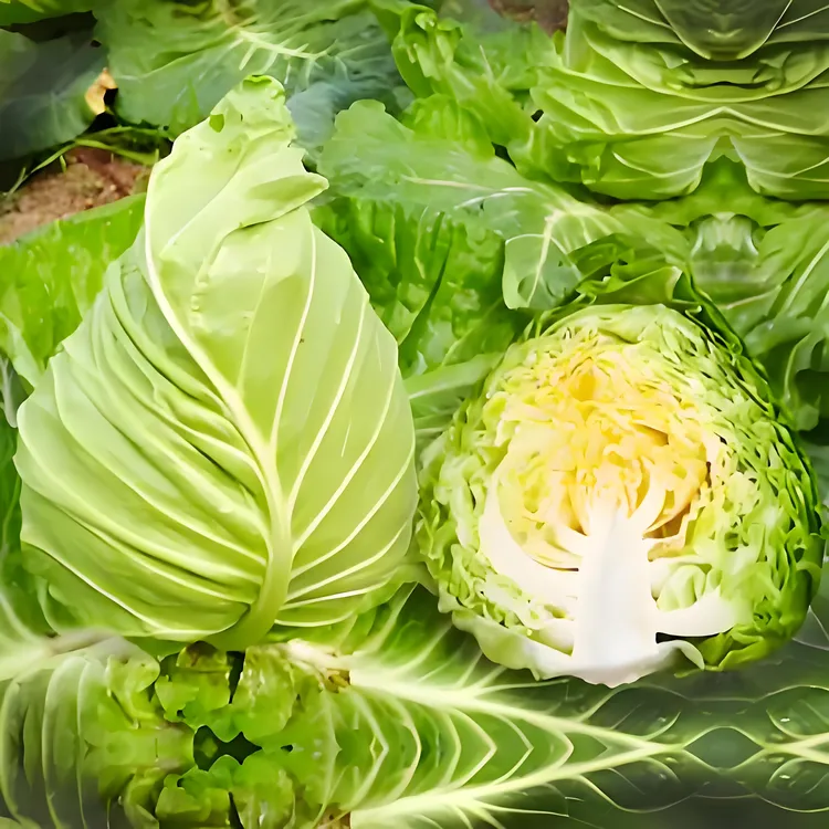 贵州高山农家自种牛心包菜莲花白包包白包菜无污染清甜可口