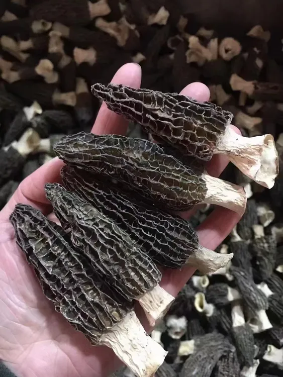 （小阿姨推荐）精挑羊肚菌