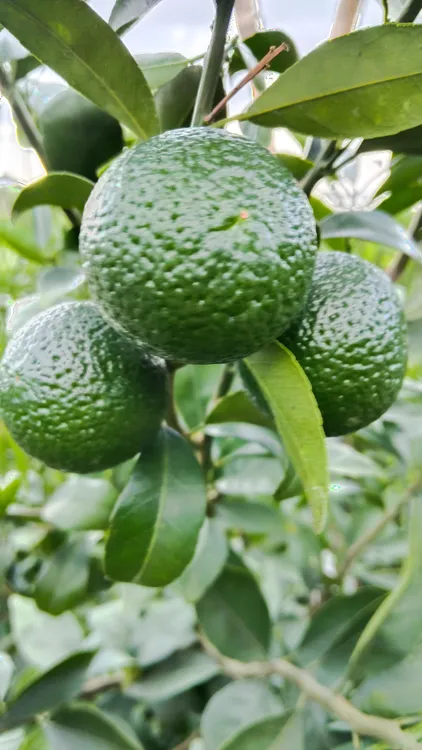 新会茶坑小青柑自家果园产地直供