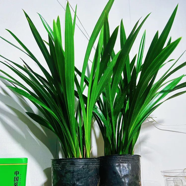 墨兰兰花盆栽易活室内观赏花卉绿植