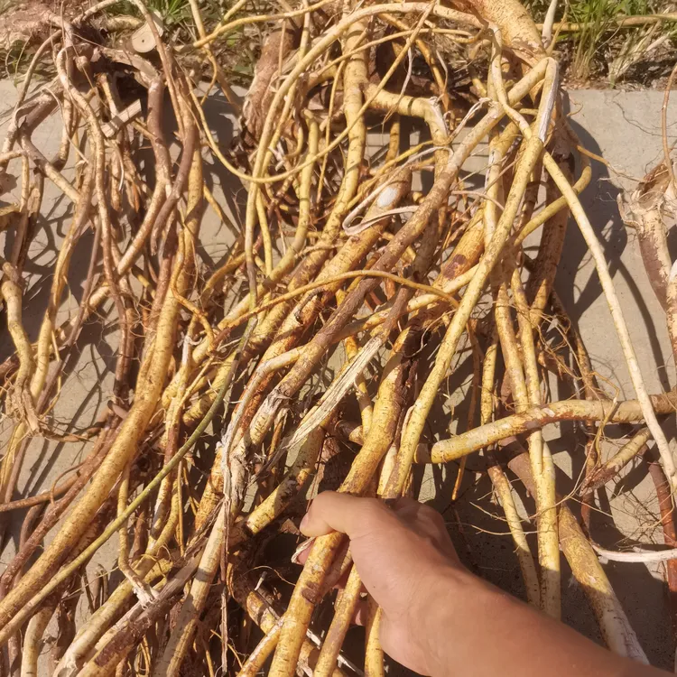 广西深山小叶五指毛桃/指/椰奶香味浓（鲜/干）