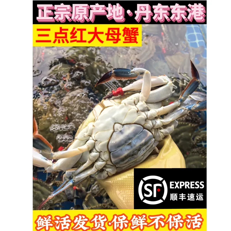 【保鲜不保活】东港三点红母蟹单只3.8-5两1/2/3/5/10斤不保腿全