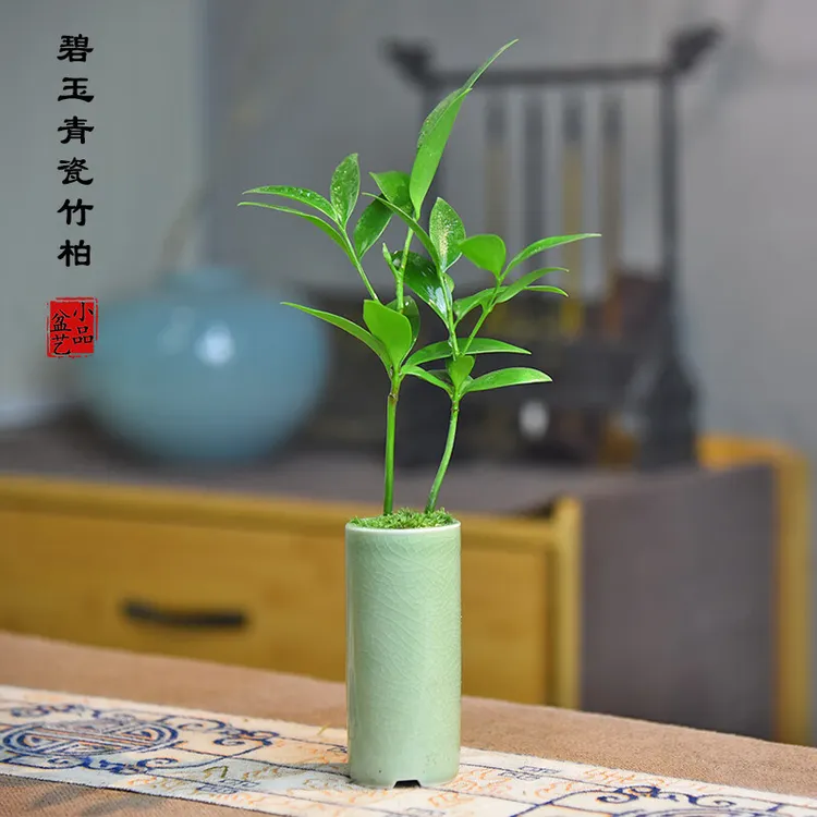 竹柏书桌绿植宝藏文创小盆栽幸运树盆景植物办公桌茶室装饰摆件