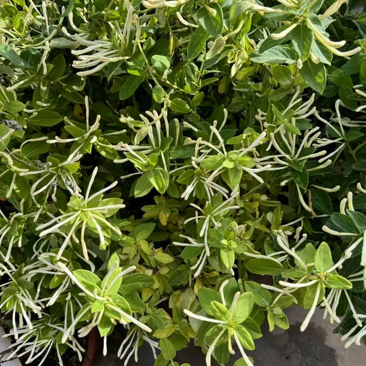 西藏包邮绿植-金银花