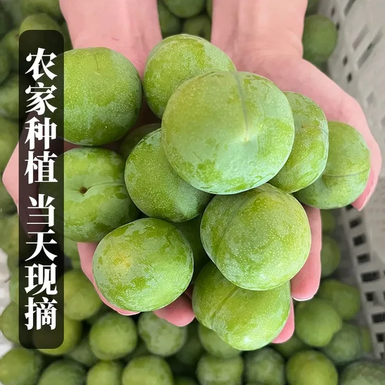 青脆李 当季新鲜水果脆甜现摘现发产地直发