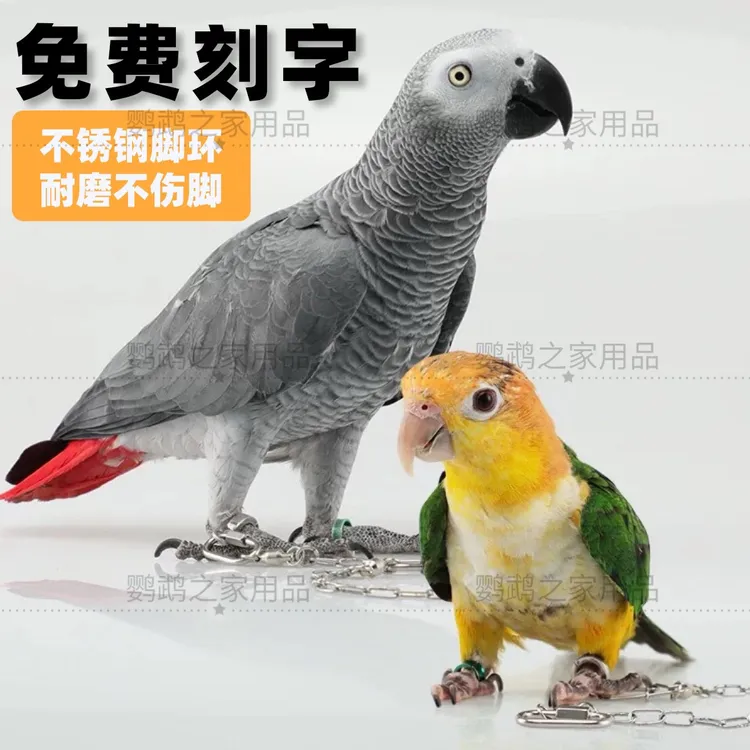 不锈钢鹦鹉脚环脚链放飞绳站架鸟链子牡丹和尚小太阳玄凤链子放飞