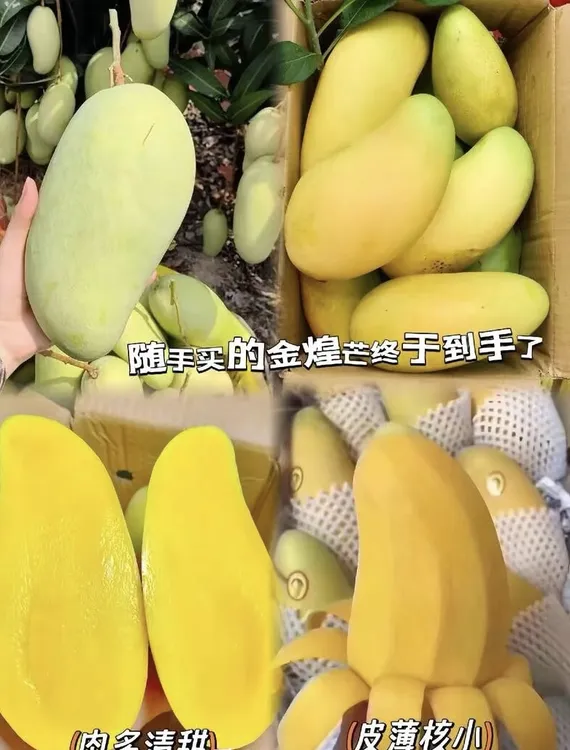 新鲜应季黄皮金煌芒香甜多汁核薄肉厚现摘水果