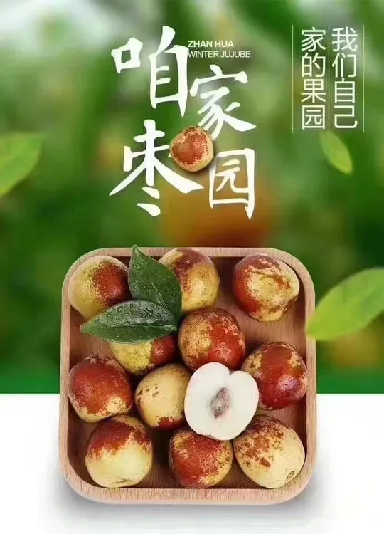 沾化冬枣现摘现发脆甜多汁