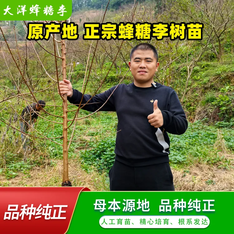 贵州六马蜂糖李树苗土栽正宗贵州蜂糖李子树苗