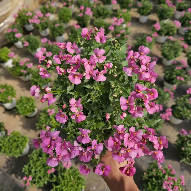 【浓香型】龙面花盆栽花期长庭院阳台室内花卉好养多年生植物