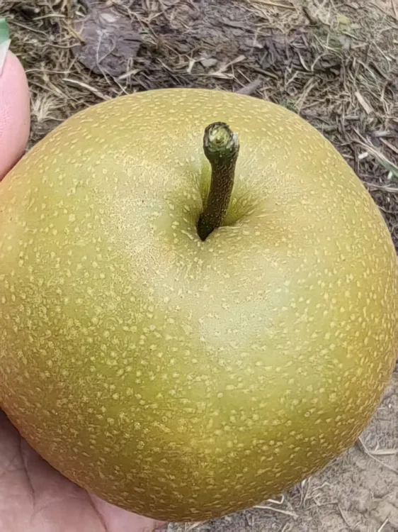 金秋梨黄皮梨新鲜现摘直发薄皮多汁脆甜当季水果果园产地