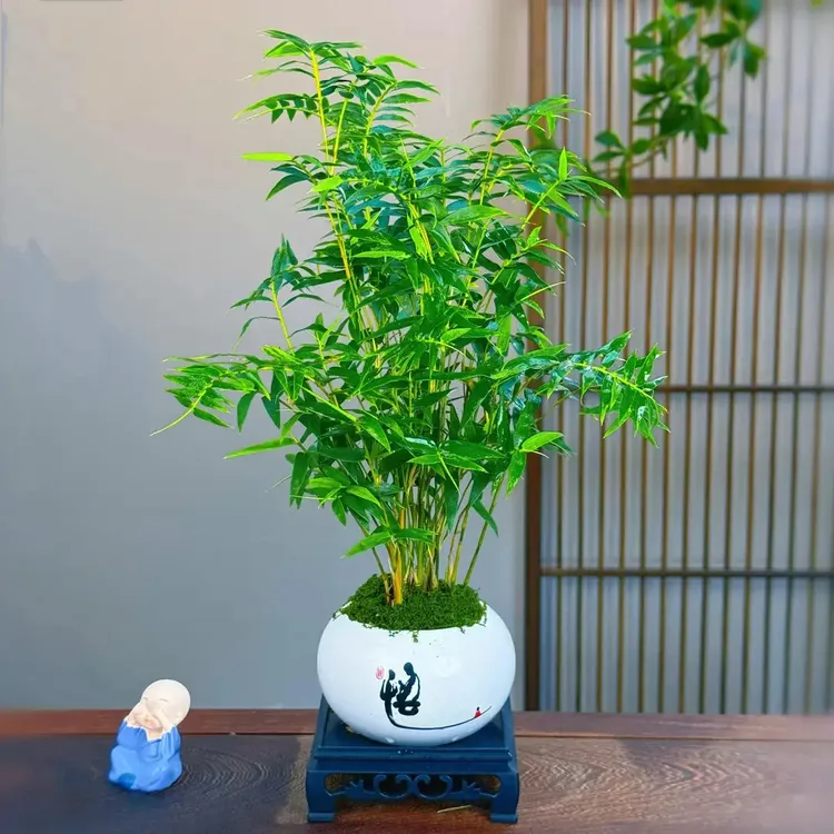 水培米竹观音竹盆栽室内客厅清新空气好养绿植