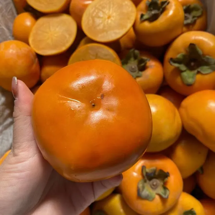 新鲜水果柿子阳丰脆柿 巧克力柿子直接可以吃的柿子产地直发现摘