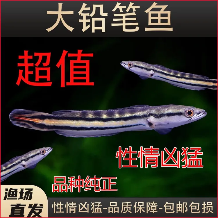 泰国铅笔鱼肉食大型凶猛热带鱼进口多曼雷龙鱼观赏鱼耐活活体鱼苗