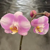 鲜花《明星》蝴蝶兰云南源头基地直发