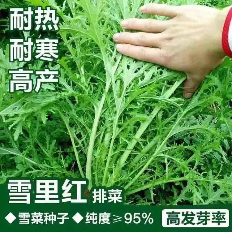 小叶雪里蕻种子细叶雪菜种籽咸菜蔬菜腌酸菜必备农家小叶菜种子