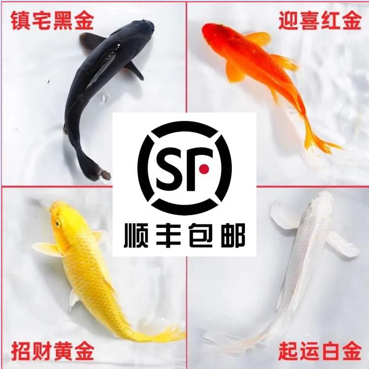 金鱼活体观赏鱼锦鲤草金鱼冷水鱼黑金锦鲤黄金锦鲤白金锦鲤小型鱼