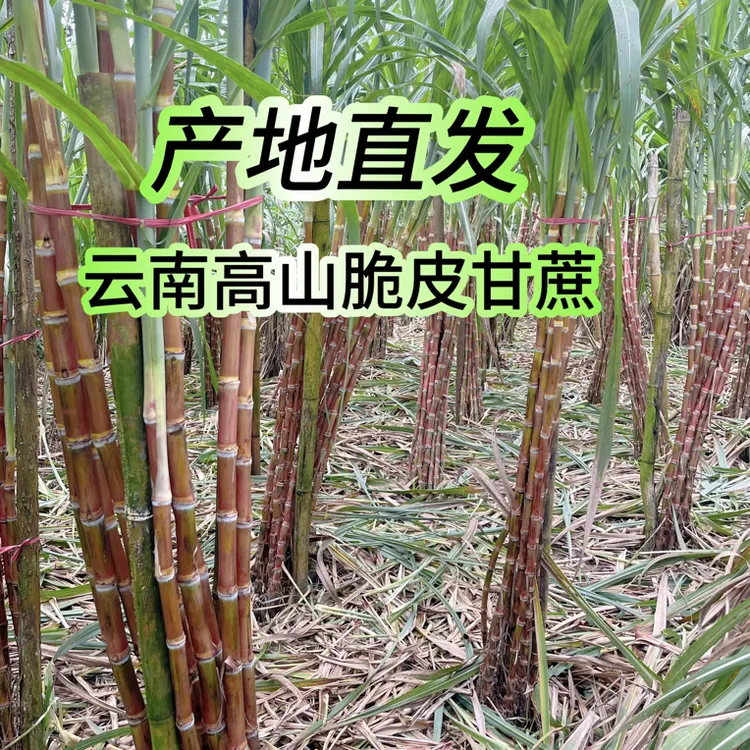 云南脆皮甘蔗新鲜现砍现发应季水果脆甜多汁《超细介意勿拍农村》