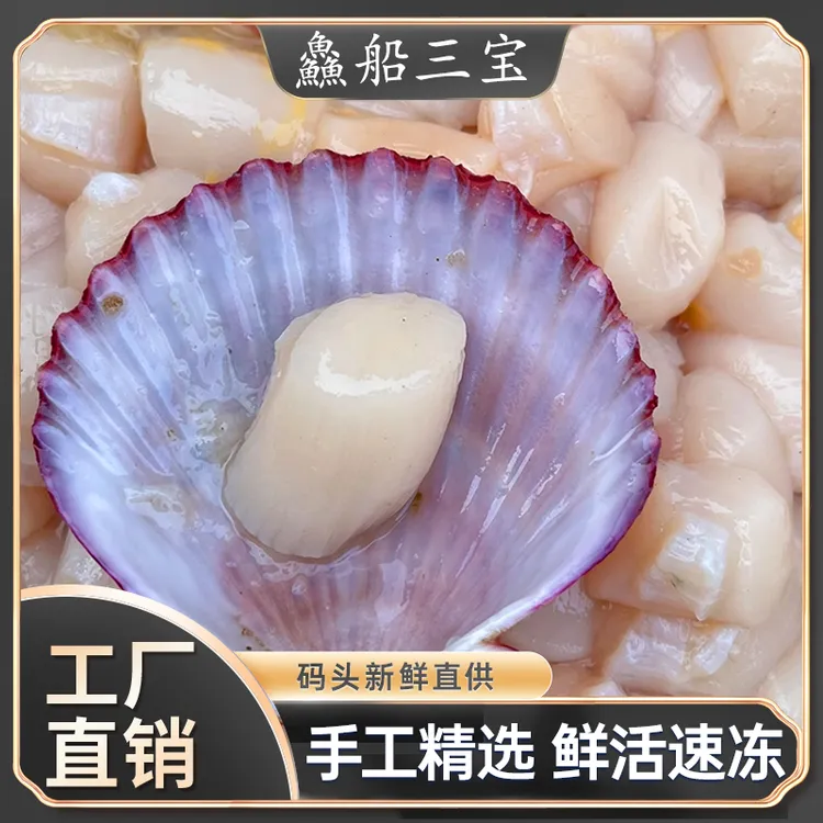 【渔三宝】烟台发货  原浆贝丁6-10斤（港湾贝）速冻顺丰发货