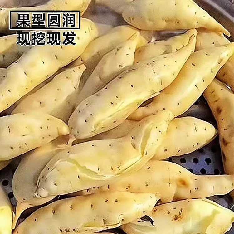 【今年新货】牛奶人参薯现挖现发白皮白心地瓜粉糯香甜当季板栗番薯