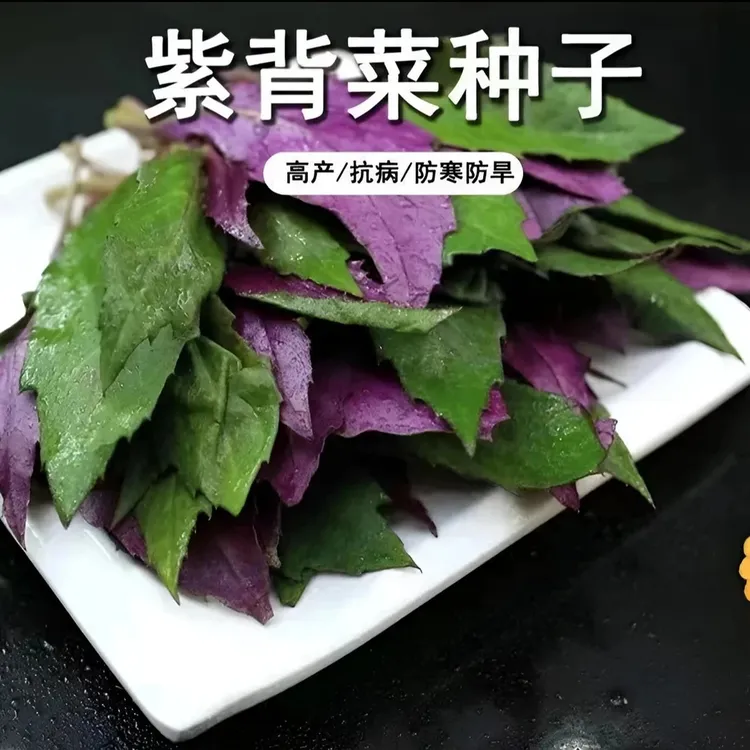 补血紫背菜种子 观音菜 血皮菜 红背菜种子 特色保健红色蔬菜种籽