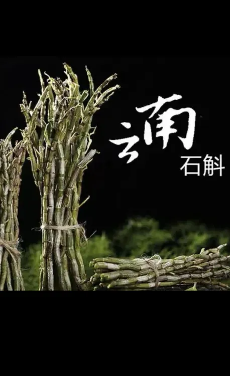 云南高山仿野生紫皮生鲜石斛