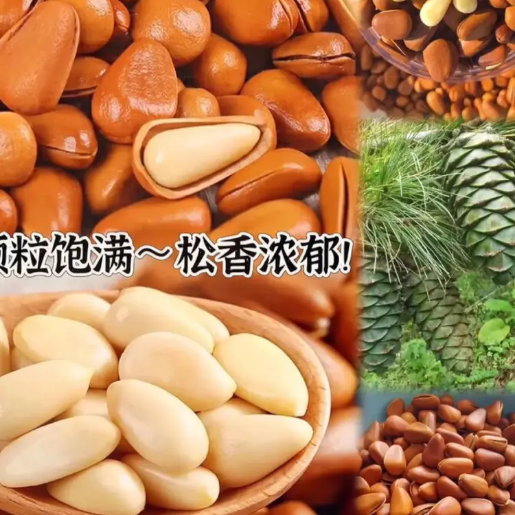 【主播推荐】东北开口松子