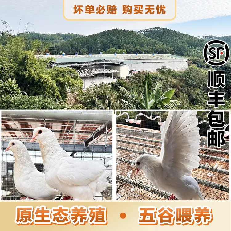 （特级4-5只中鸽)广东农家散养五谷杂粮喂养土鸽现杀营养煲汤烤