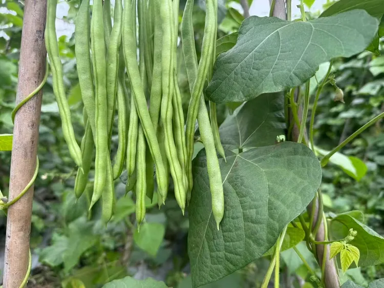 农家露天四季豆小金豆新鲜现摘自种应季时令蔬菜爽脆豆角