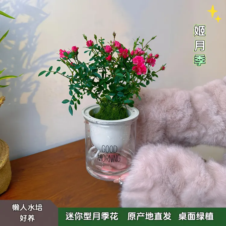 【带花带盆】迷你超微姬月季玫瑰须惠姬苔藓球阳台窗台桌面绿植花卉商品图