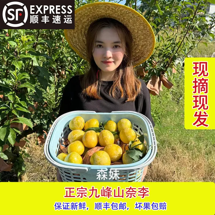 【精品大果】正宗九峰山森妹家奈李新鲜当天摘当天发 (顺丰包邮）