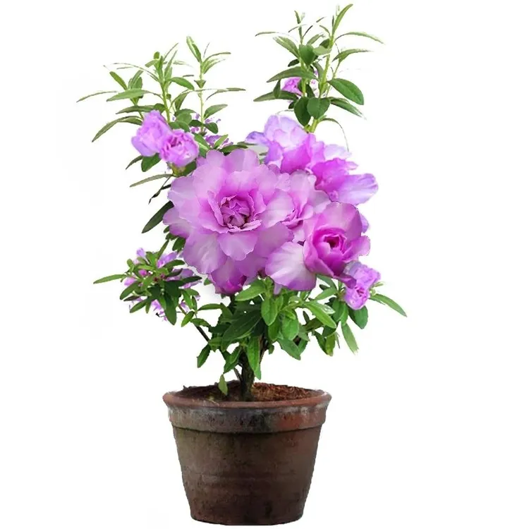 岸牡丹杜鹃花带花苞小苗