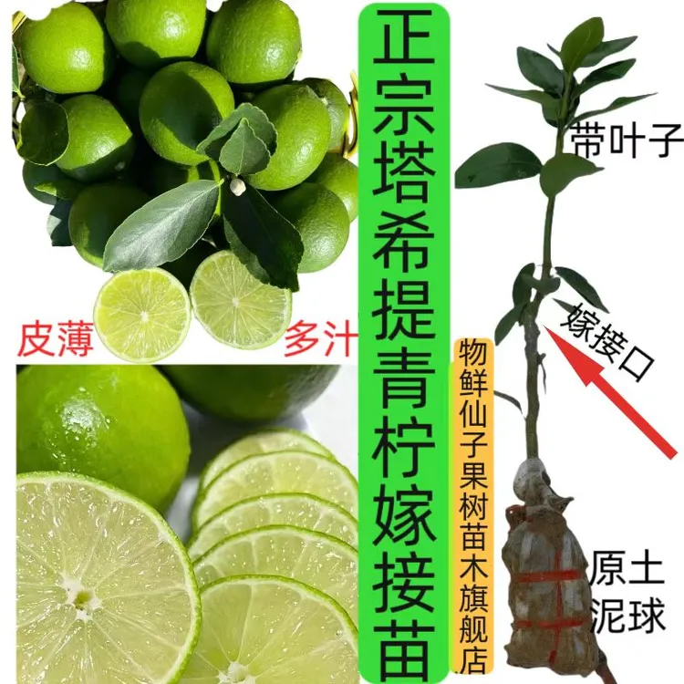 正宗对版嫁接树苗正品泰国无籽青柠树苗塔希提柠檬无籽嫁接果树苗