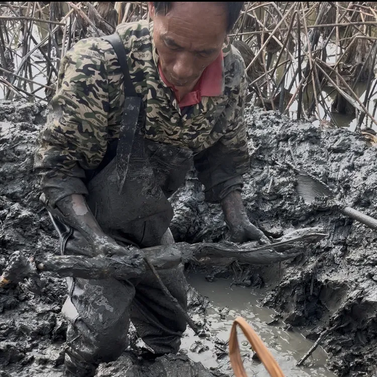 洪湖莲藕湖北生鲜特产新鲜粉藕煲汤粉糯炖汤藕正宗糯米藕野藕包邮