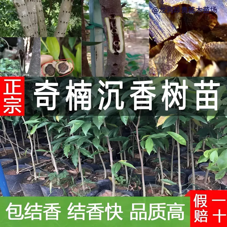 正宗海南奇楠沉香树苗庭院名贵树苗红骨凹身香霸品种虎斑紫奇楠