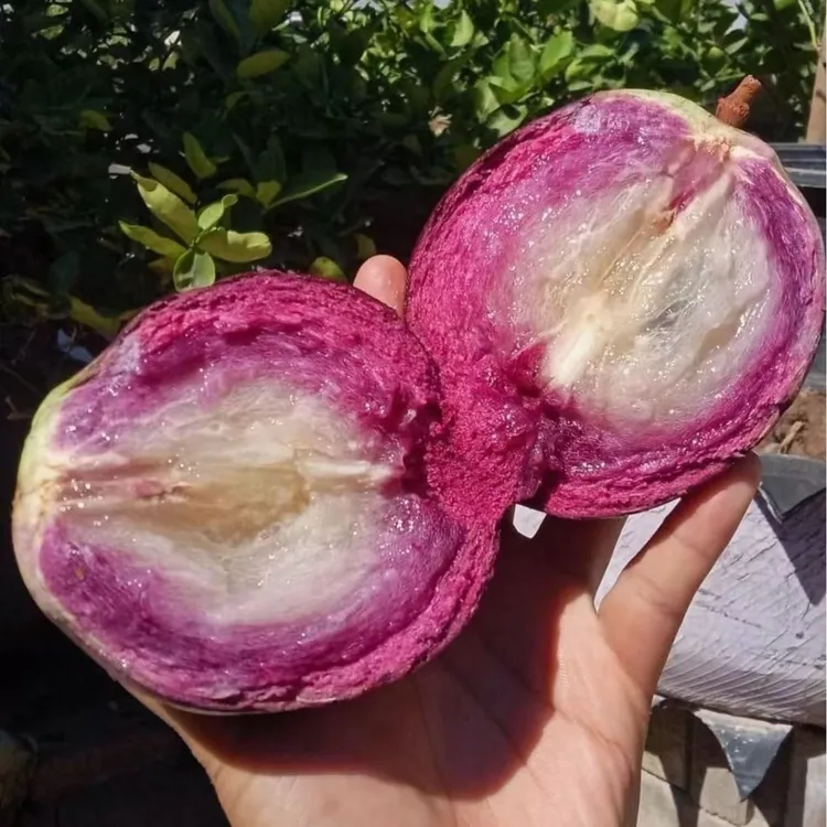 高端紫色牛奶果新鲜采摘热带水果清甜时令紫色海星稀有紫色黄晶果