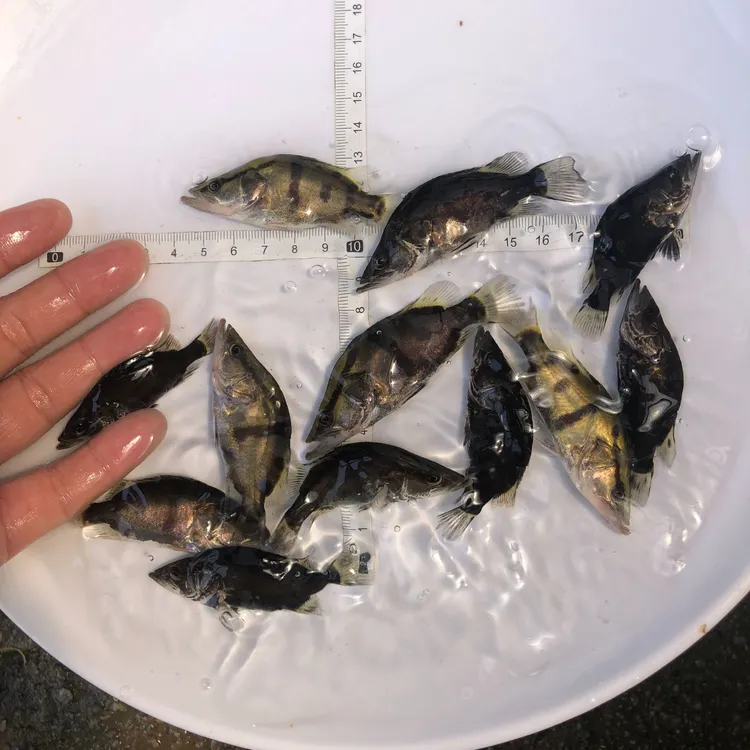 小阿鳜桂花白鳜翘嘴鳜白鳜凶猛冷水观赏食用