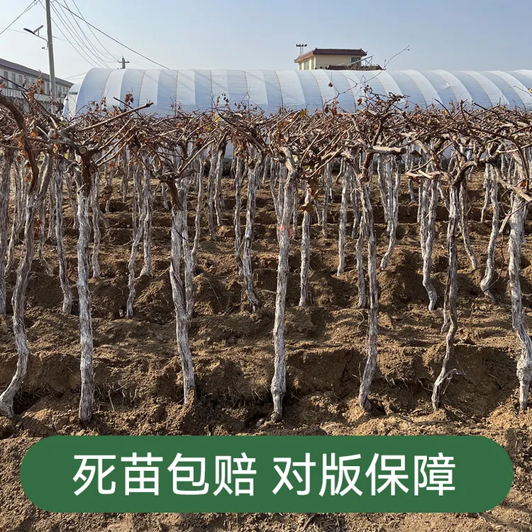 葡萄树苗老桩阳台盆栽庭院地栽植物多品种葡萄水果树苗南北方爬藤