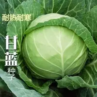 四季播种水果甘蓝种子橄榄菜卷心菜包菜种子农家菜籽