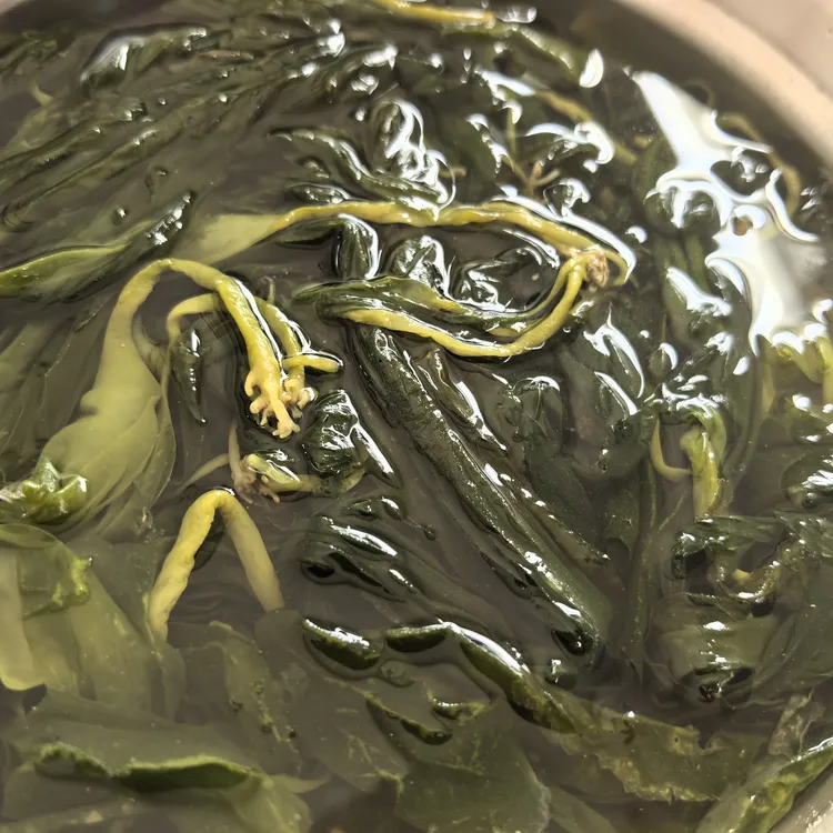 霞浦今年新鲜海带苗，涮火锅，烧汤，嫩脆爽滑