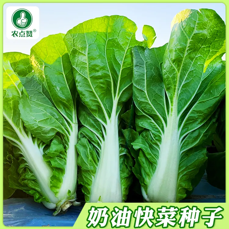 【四季快菜种子】速生有机小白菜种籽春夏秋冬季早熟播种上市种孑